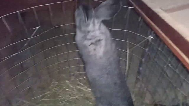 ЧИМ ПОТРІБНО ГОДУВАТИ КРОЛІВ (ВІДПОВІДАЮ НА ЗАПИТАННЯ) смотреть онлайн