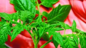 Сроки посадки рассады томатов, перцев . Золотая середина.