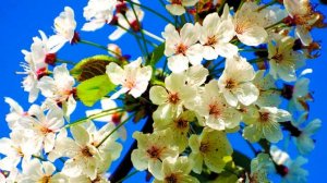 Срочная обработка перед цветением вишни и черешни!