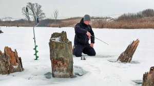 Рвут на подсечке... Эти рыбысведут меня с ума! Судак в корягах- Последний лёд порадовал рыбалкой