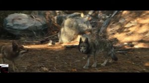 ПУМА СПАСЛА СОБАКУ