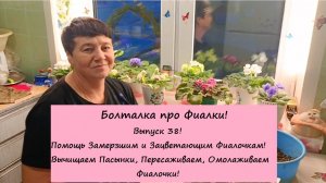 Болталка про Фиалки! Выпуск 38: Помощь Замерзшим и Зацветающим Фиалочкам! Вычищаем Пасынки!