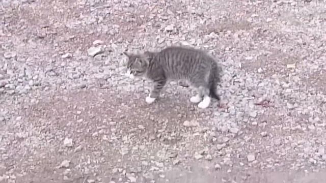 2016-08-03-Приплод от пришлой кошки, звать ее Отморозка... смотреть онлайн