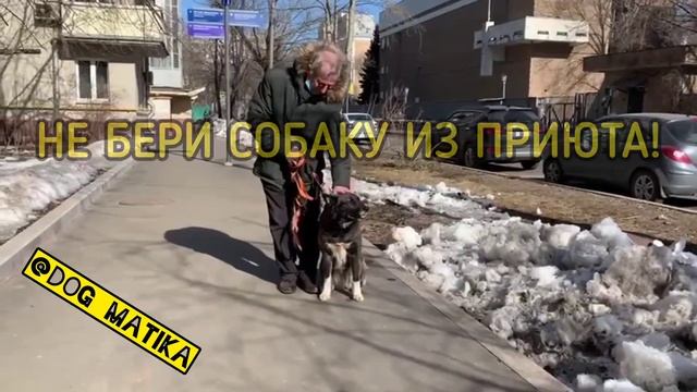 Не бери собаку из приюта!                            Сначала пройди обучение!