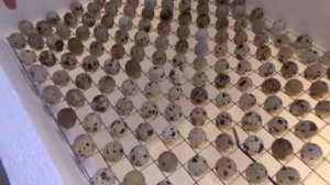 Закладка ПЕРЕПЕЛИНЫХ яиц в ИНКУБАТОР Выводим перепелят из яиц Самодельный инкубатор