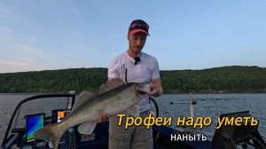 Как "наныть" трофейного судака!