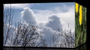 Птицы, одуванчики и первые листья
