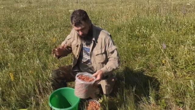 Собираем луговую клубнику в деревне! Так много полевой клубники никогда не было.Жизнь в деревне юмор