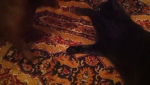Смешные драки кот и собака