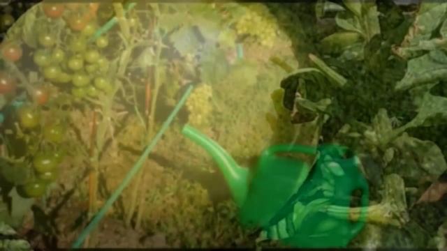 ШПАРГАЛКА 20  Подкормка томатов и огурцов  Дозировка