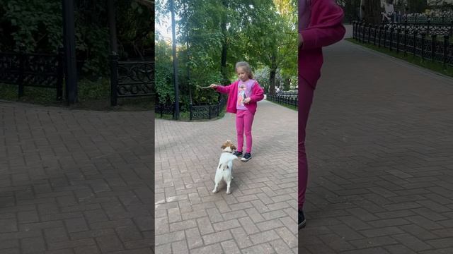 Собачий бум#tiktok #shortsvideo #trending #рек#trend#share #tiktokvideo#dance #funny #shots #short