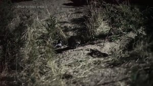 Самые опасные ЗМЕИ. Фильм первый. Австралия.