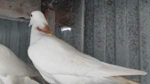 2.01.2025 В гостях у Дедушки👍 на Кубани👍