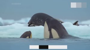 Высочайший интеллект животных. Потрясающий документальный фильм