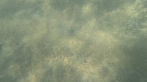 Турция. Ичмелер. Окуни у пляжа. 2024.