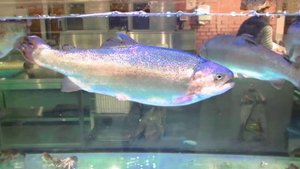 Форели и раки