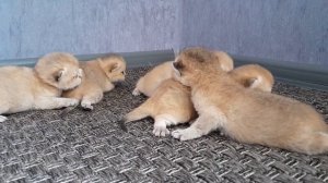 Британская золотая шиншилла. котята