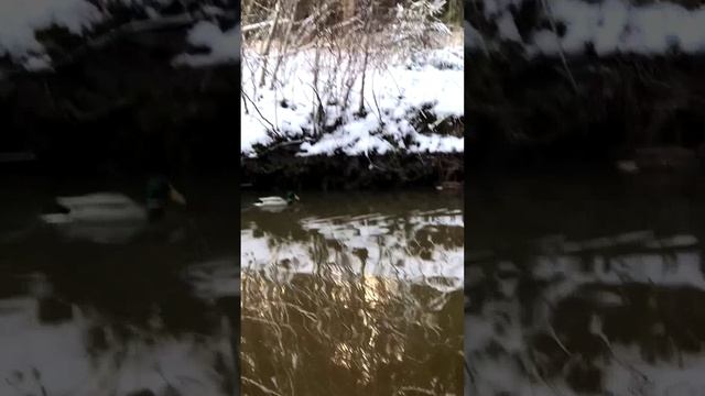 утки