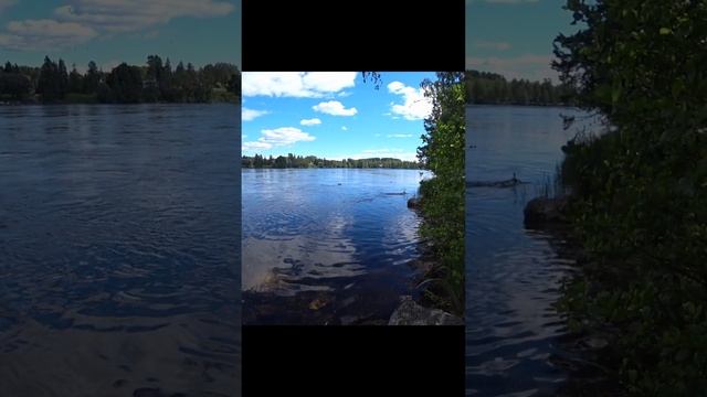 Разборки шерстяных с пернатыми #fishing #fishingvideo #рыбалка