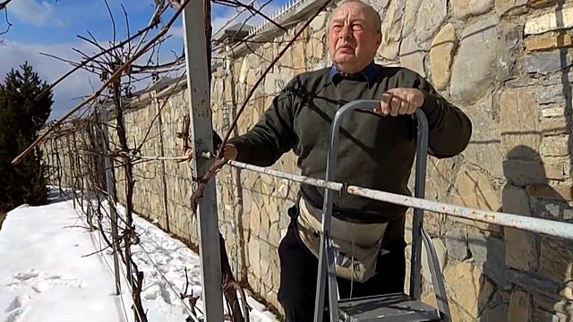 майстер класс!Правельная обрезка винограда.