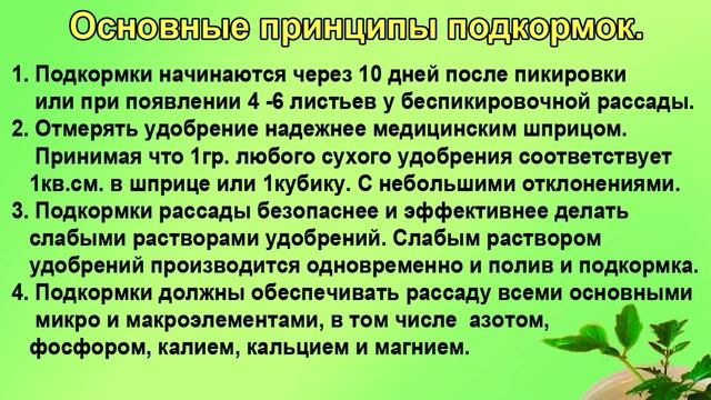 Чем подкормить рассаду. Шпаргалка №8