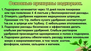 Чем подкормить рассаду. Шпаргалка №8