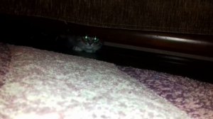 #ОЧЕНЬ #ЗЛАЯ #КОШКА #ХЛОЯ/#VERY #ANGRY #CAT #CHLOE