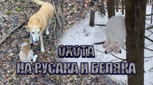 Зимняя и осенняя охота на зайца, с гончей