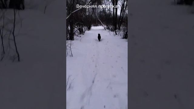 Вечерняя прогулка