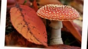 Песня Осень. Исполняет Гарик Сукачев.