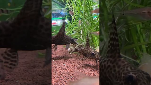 Кто хочет, чтобы ему подарили аквариум❓ #aquarium #fish #аквариум #fishtank #аквариумдома смотреть онлайн