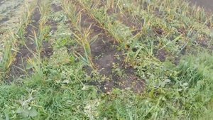 Уборка озимого чеснока 2024.