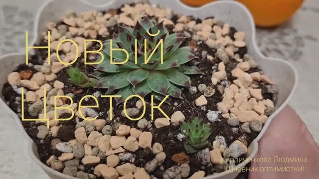 Новый цветок пересадила Соккуленты смотреть онлайн
