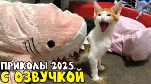 Приколы с котами! - С ОЗВУЧКОЙ! Самые смешные животные! - СМЕШНЫЕ КОТЫ!