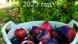 Салатные томаты. Ответы на вопросы.