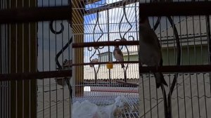 Шигол