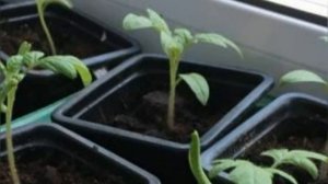 Рассада томатов и перца 2022. Ответы на опросы