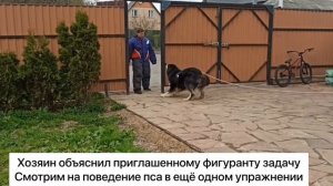 АТТЕСТАЦИЯ ПРИКЛАДНЫХ СОБАК. Тренировка Бурято-Монгольской собаки ХОТОШО