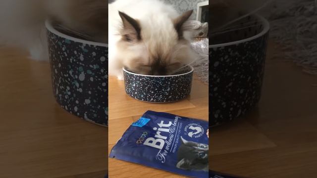 Sulo testing Brit Premium Kitten смотреть онлайн