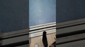 Винтер ищет дом