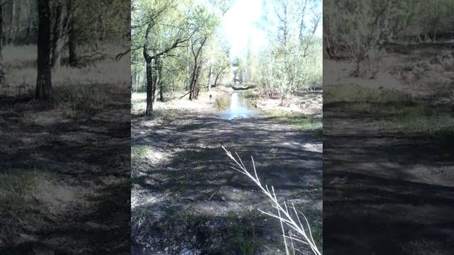 Дрессировка охотничьих собак в Барнауле. 89050845638