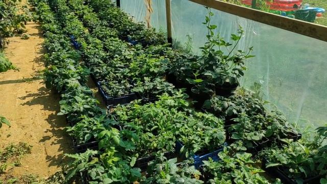 Один день из жизни садовода ) смотреть онлайн