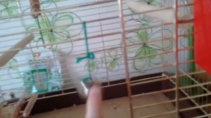 Как ухаживать за попугаем