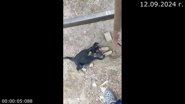 960.1 Помощник 12.09.2024 г смотреть онлайн