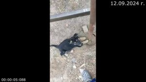 960.1 Помощник 12.09.2024 г