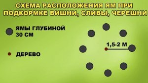 Подкормка яблони, малины, винограда и др. Надолго и надежно.