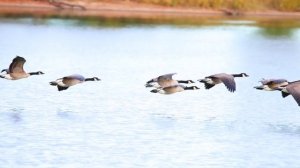 Перелёт птиц и роль вожака в клине