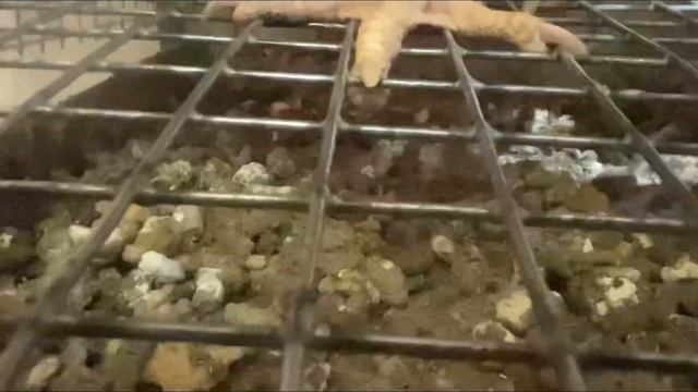 Рождение яйца смотреть онлайн