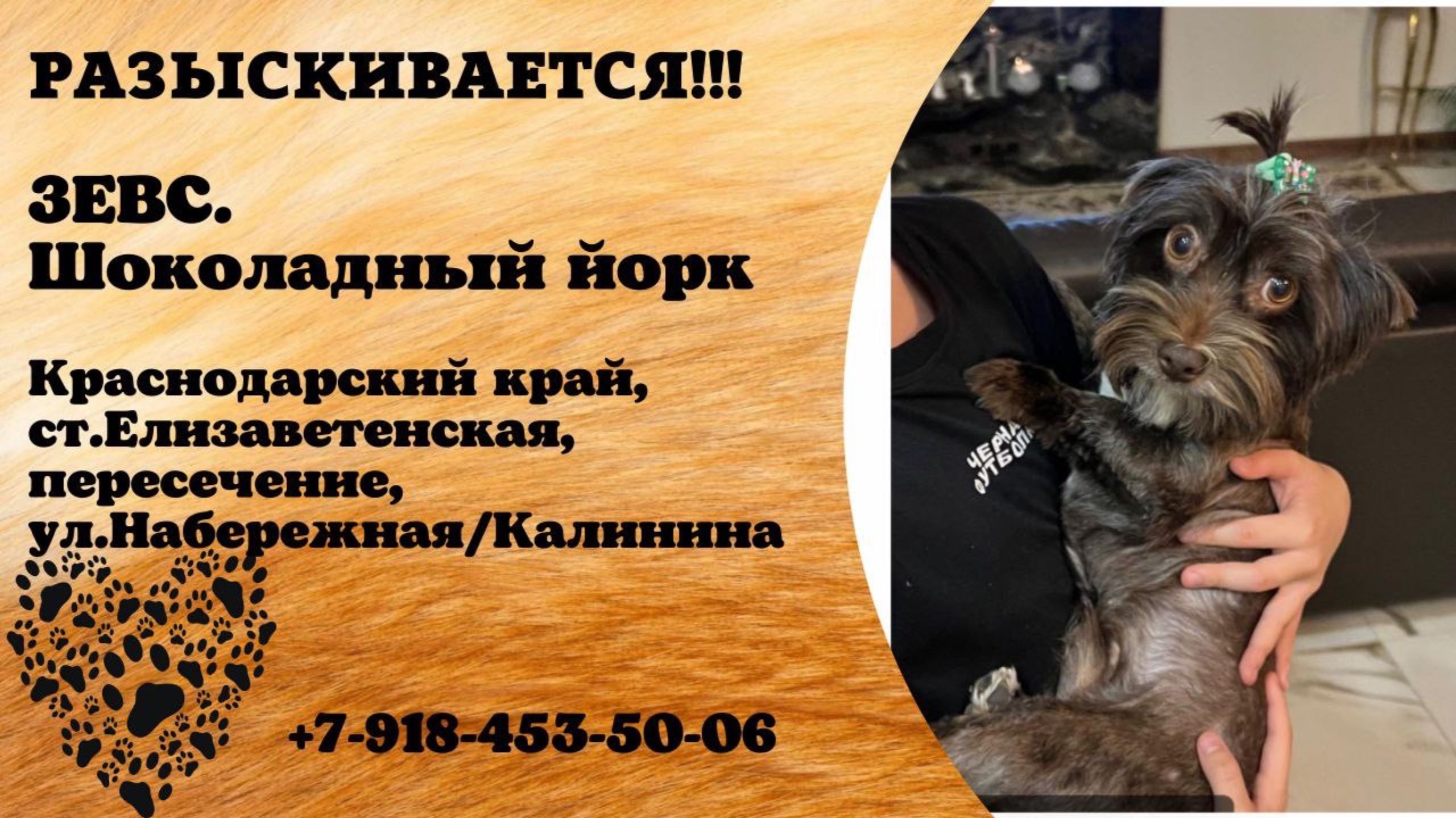Пропала собака! ЗЕВС. Шоколадный йорк. Краснодарский край, ст.Елизаветенская.