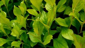 Zawciągowiec Zwyczajny - Poradnik Ogrodowy #335